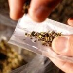 Σύλληψη ημεδαπού με αυτοσχέδιο τσιγάρο κάνναβης στη Μυτιλήνη