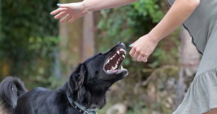 Σκύλος διέφυγε της προσοχής του ιδιοκτήτη και τραυμάτισε ημεδαπή στην Ανεμότια