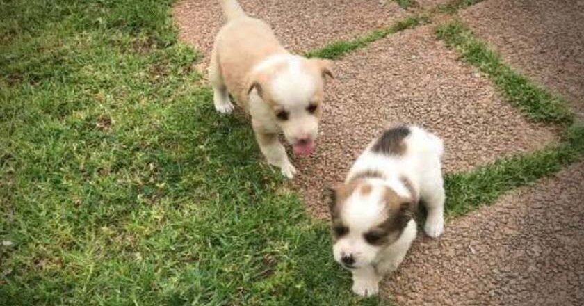 Τρία μικρά κουτάβια ψάχνουν οικογένεια για υιοθεσία ή φιλοξενία