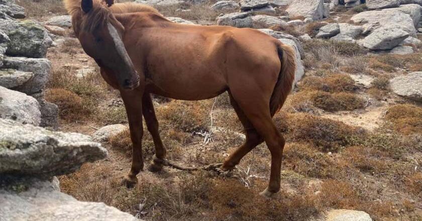 Σύλληψη ημεδαπού στην περιοχή του Πλωμαρίου για παράβαση της νομοθεσίας για την προστασία ζώων