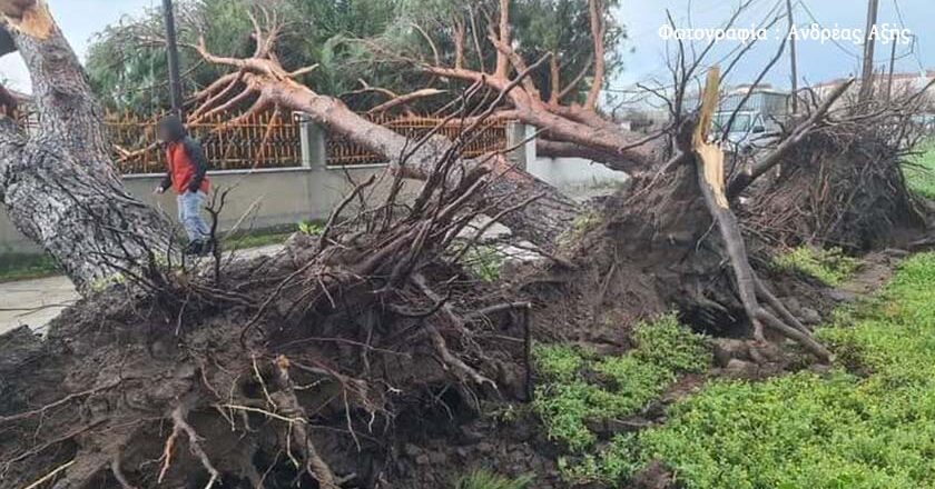 Λέσβος | Ζημιές και πτώσεις δέντρων από την έντονη βροχή και τους ισχυρούς ανέμους