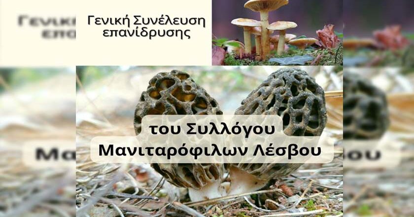 Επανίδρυση του συλλόγου των Μανιταρόφιλων Λέσβου | Γενική συνέλευση τη Δευτέρα (20/03)