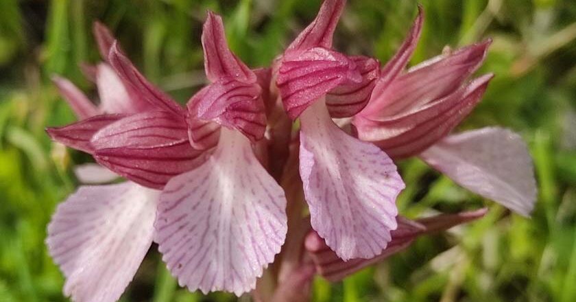 Περιήγηση στις ανθισμένες άγριες ορχιδέες στο Πάρκο του Απολιθωμένου Δάσους Κυριακή 24 Μαρτίου 2024