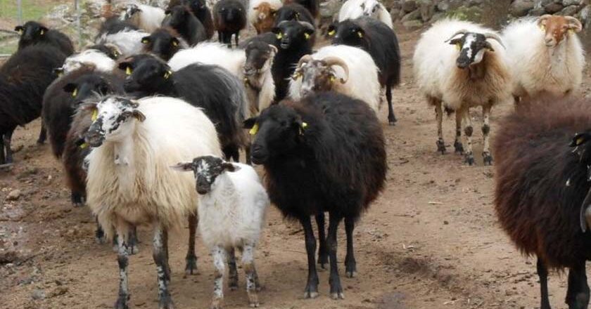 Υπέρ του παραγωγού η ανάλυση κόστους ωφέλειας και απόδοσης για το «Πρόβατο Λέσβου»