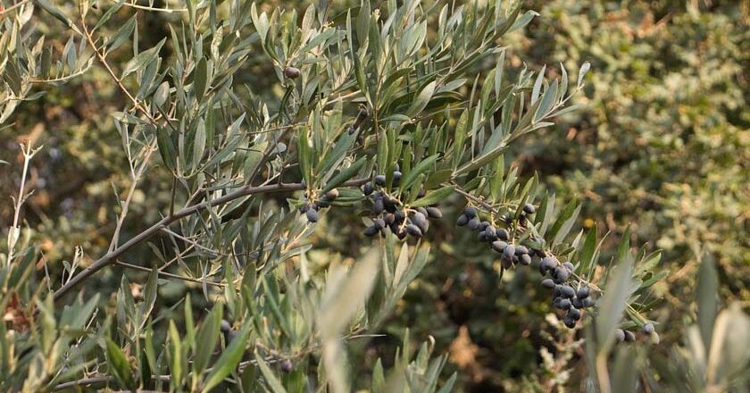 Λαική Συσπείρωση | «Σε άμεσο κίνδυνο η ελαιοπαραγωγή» | «Η Περιφέρεια να αναλάβει την Δακοκτονία»