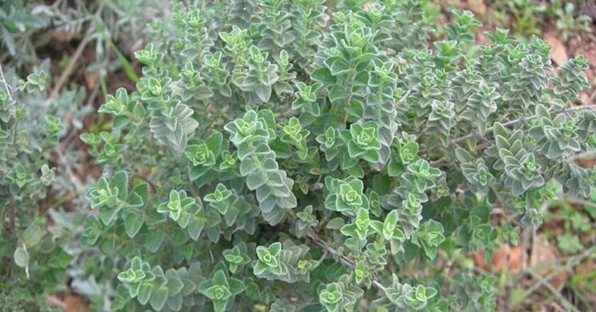 Σχέδιο για την αξιοποίηση αρωματικών και φαρμακευτικών φυτών της Λέσβου