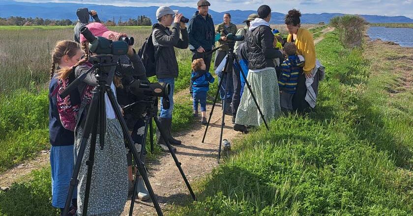 Παρατήρηση πουλιών στους υγρότοπους της Δυτικής Λέσβου στις (19-20/04)