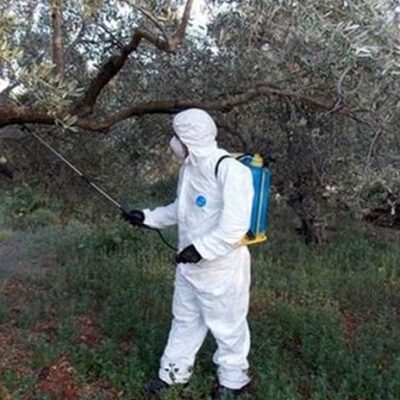 Στις 15/10 η τελευταία διαβροχή κατά του δάκου της ελιάς