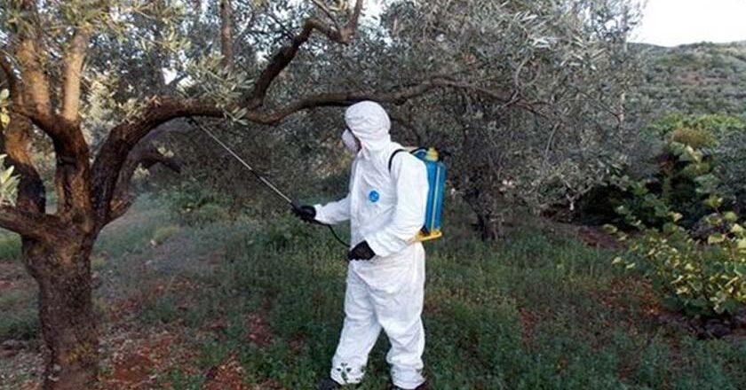 Στις 15/10 η τελευταία διαβροχή κατά του δάκου της ελιάς