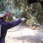 Σε ποιές περιοχές της Λέσβου ξεκινάει αύριο (16/09) ο 4ο ψεκασμός δακοκτονίας