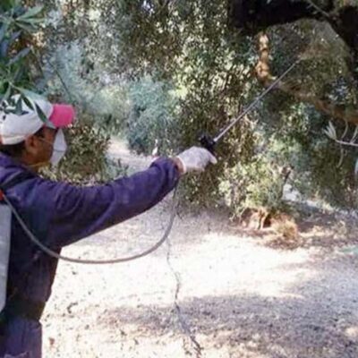 Σε ποιές περιοχές της Λέσβου ξεκινάει αύριο (16/09) ο 4ο ψεκασμός δακοκτονίας
