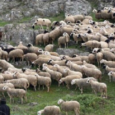 Αφθώδης πυρετός | Πρόταση για τη ζωνοποίηση της Λέσβου – Αίτημα στην ΕΕ για χρηματοδοτηση