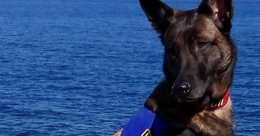 Απεβίωσε η «Mirka» ο αστυνομικός σκύλος που υπηρέτησε με επιτυχία στην Ομάδα Εξουδετέρωσης Εκρηκτικών Μηχανισμών του ΒA Αιγαίου