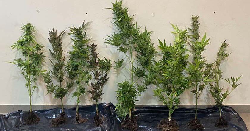 Συνελήφθη ημεδαπός με «8» δενδρύλλια κάνναβης στη Γέρα