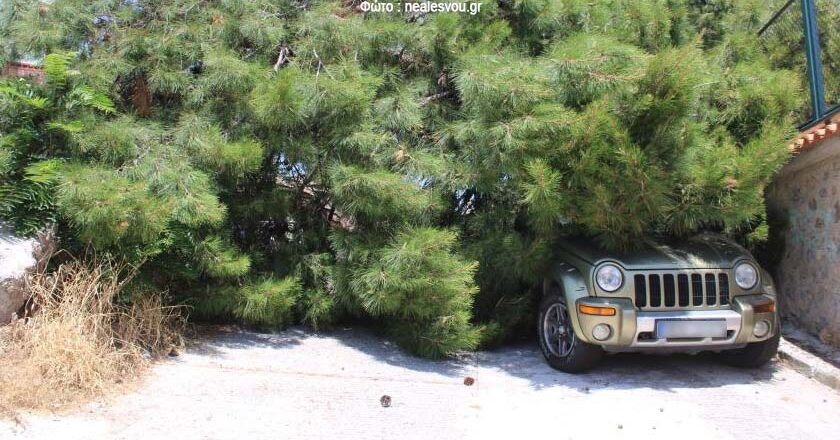 Μυτιλήνη | «Πάλι καλά που δεν θρηνήσαμε θύματα» | Δέντρο καταπλάκωσε αυτοκίνητο