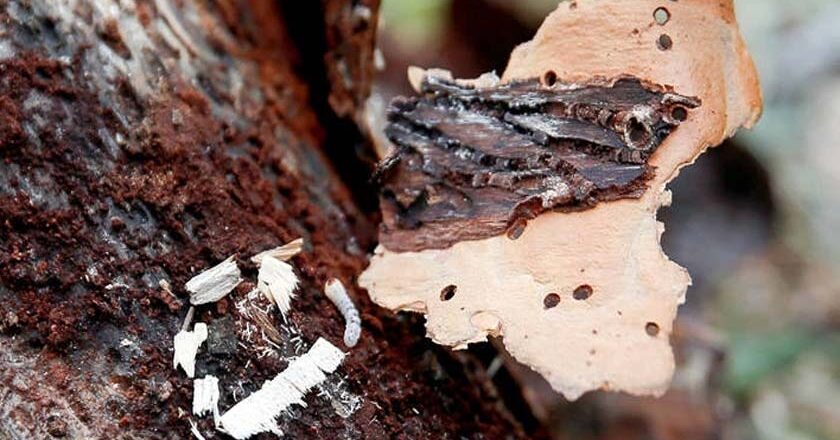 Λέσβος | «Φρένο» στα φλοιοφάγα έντομα θα βάλει η υλοτόμηση των ξερών και ημίξερων πεύκων