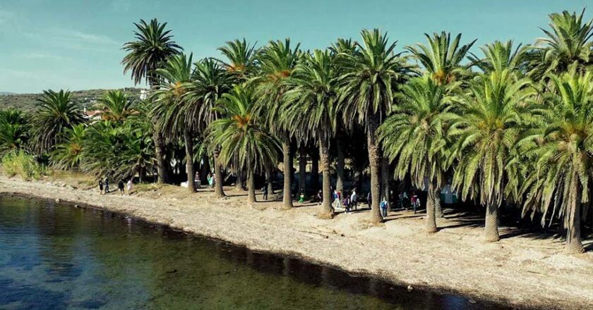 Επίσκεψη Περιφερειάρχη στο Φοινικόδασος Παναγιούδας για την δράση καταπολέμησης του κόκκινου σκαθαριού