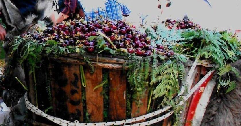 Την Κυριακή (11/06) η «5η» Γιορτή Κερασιού στην Αγιάσο