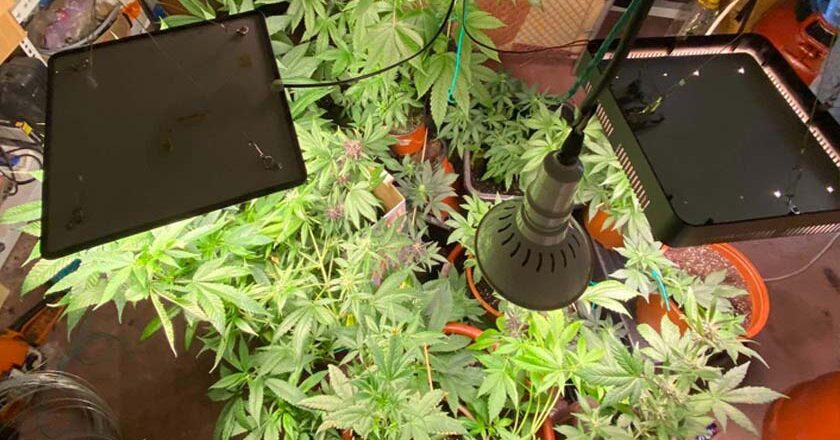 Συνελήφθη σε περιοχή της Δυτικής Λέσβου ημεδαπός για καλλιέργεια, κατοχή και διακίνηση ναρκωτικών (κάνναβης)