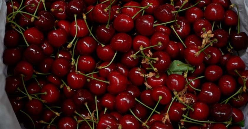 Στην Αγιάσο η προϊσταμένη του ΕΛΓΑ για τις ζημιές στα κεράσια | Θα αποζημιωθούν οι παραγωγοί