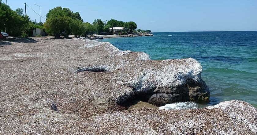 Το καλοκαίρι ήρθε… το μηχάνημα να καθαρίσει τις ακτές δεν ήρθε