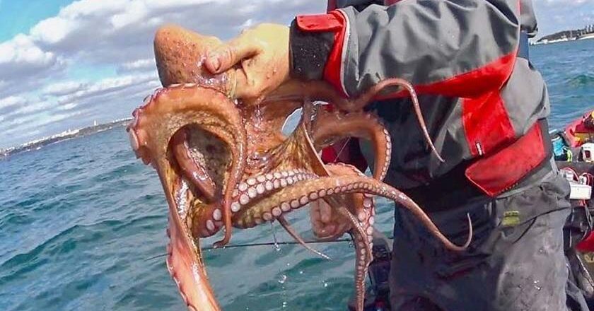 Αλιευτικές παραβάσεις σε θαλάσσια περιοχή της Μυτιλήνης