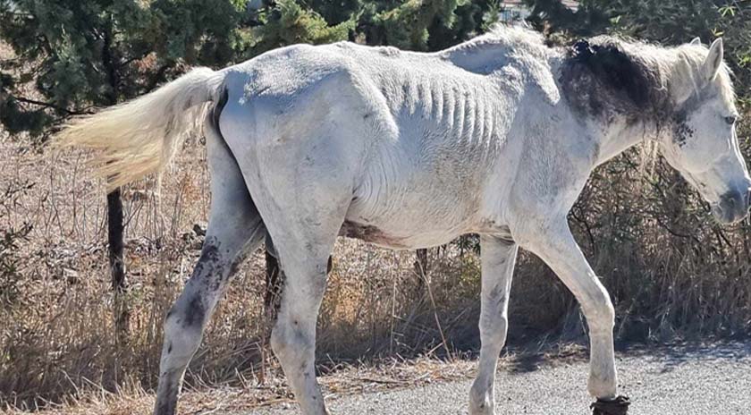 Άλογο σε εξαθλιωμένη κατάσταση στην περιοχή του Πολιχνίτου
