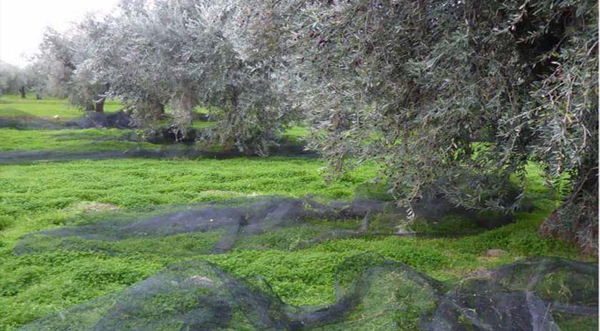 Πρόωρη ωρίμανση του καρπού της ελιάς παρατηρείται στον Λεσβιακό ελαιώνα