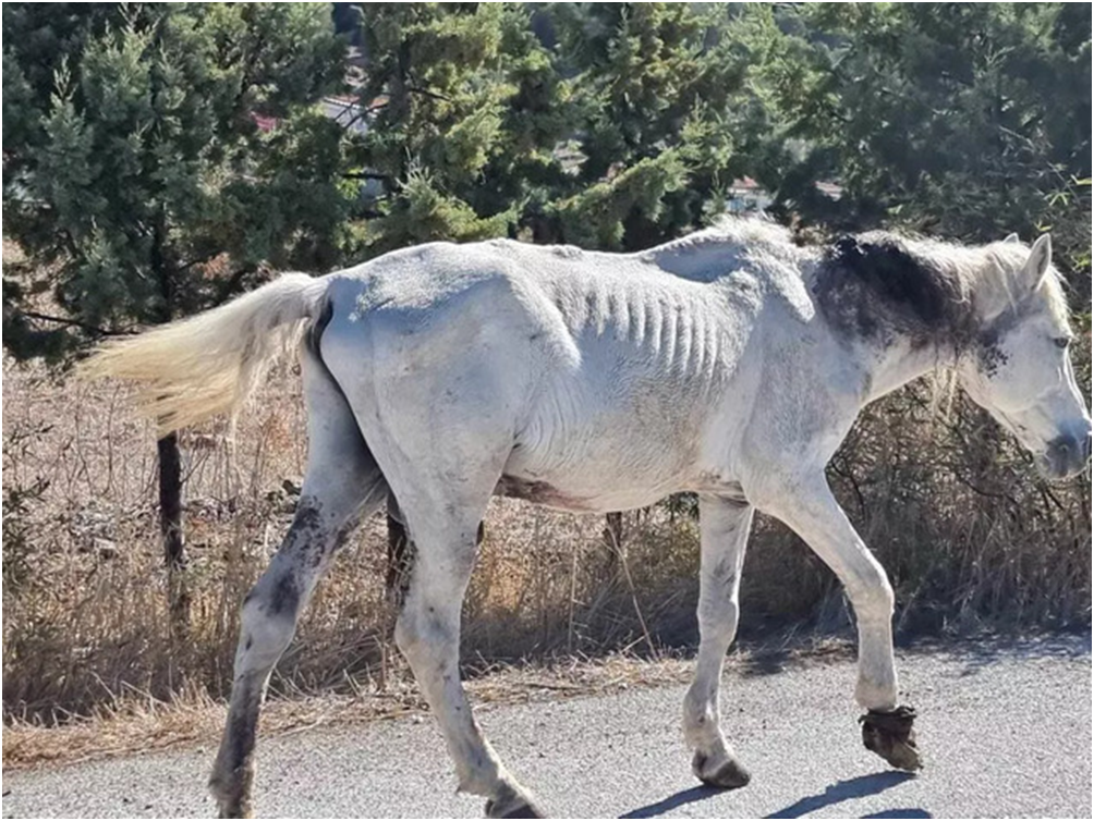 Τραγική κατάληξη! Ευθανασία για το άλογο στον Πολιχνίτο! Η ντροπή παραμένει… (φωτο)