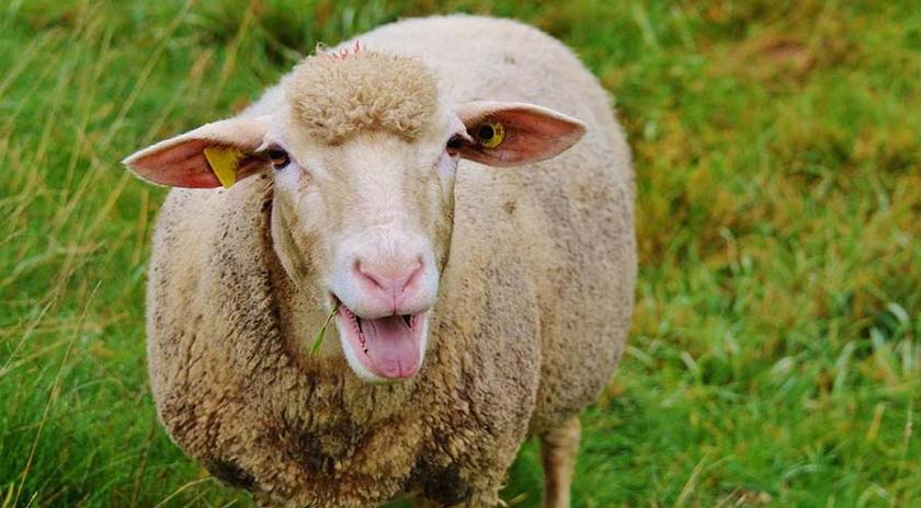 Προσωρινά μέτρα έκτακτης ανάγκης λόγω κρούσματος ευλογιάς σε αιγοπρόβατα