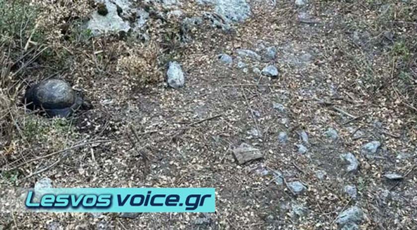 Βρέθηκε απανθρακωμένη χελώνα στον Σκουτάρο Λέσβου