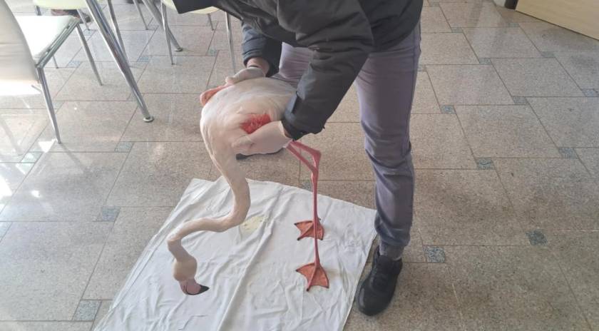 Φλαμίνγκο τραυματίστηκε από χαρταετό στην Σκάλα Καλλονής!