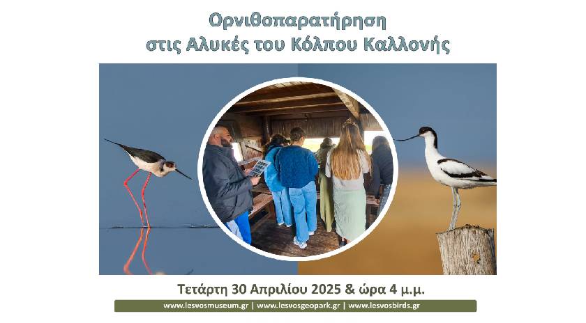 Ορνιθοπαρατήτηση στις αλυκές του κόλπου Καλλονής