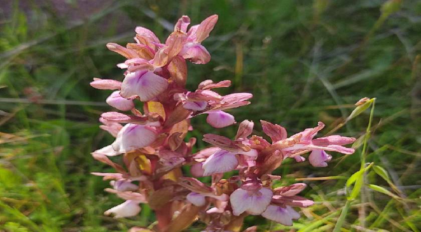 Άγριες ορχιδέες στο Απολιθωμένο Δάσος Λέσβου