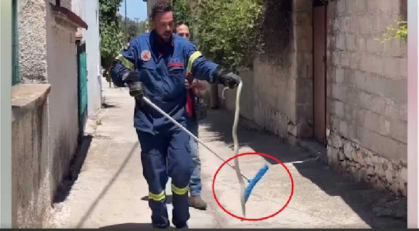 Επιχείρηση απομάκρυνσης γιγάντιου φιδιού στον Παπάδο Γέρας