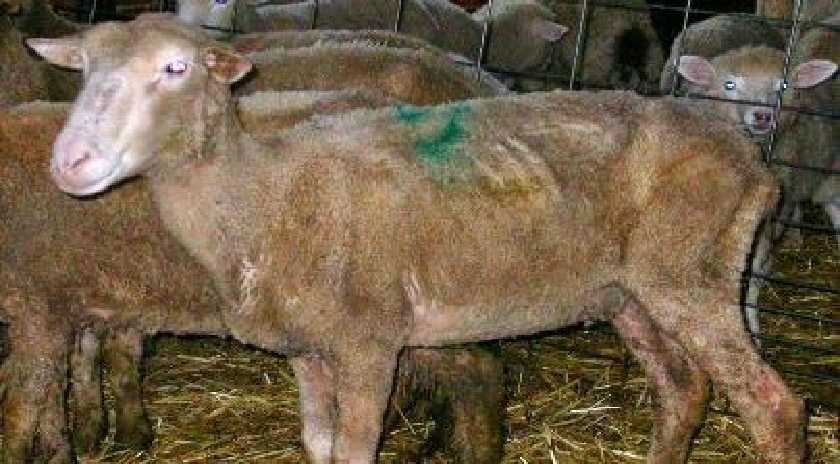 Λήψη μέτρων λόγω επιβεβαίωσης εστιών Αφθώδους Πυρετού στην Τουρκία