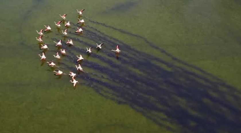 Λέσβος: Η υπέροχη στιγμή που καταγράφεται από ψηλά η αποχώρηση των ροζ φλαμίνγκο