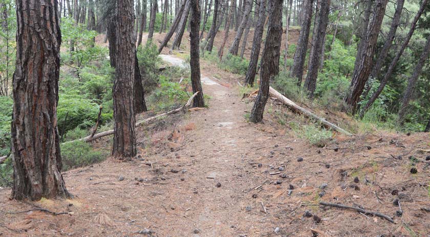 Καθαρισμός μονοπατιών στις Πηγές Κρατήγου την Κυριακη (22/03) με αφορμή την Παγκόσμια Ημέρα Δασών
