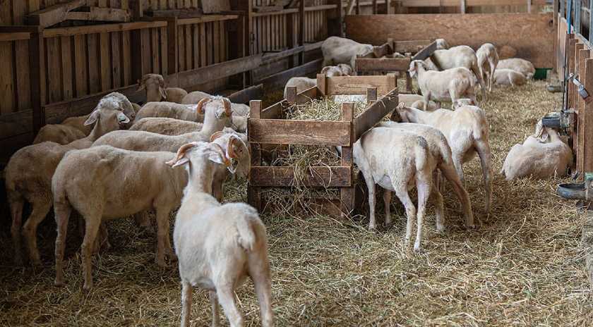 Στις 15 οι εκτροφές με κρούσμα αφθώδους πυρετού στη Λέσβο