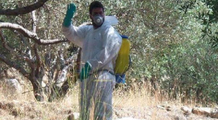 Αρχίχει στις 17/6 η Πρώτη Γενική Διαβροχή κατά του Δάκου της Ελιάς στη Λέσβο