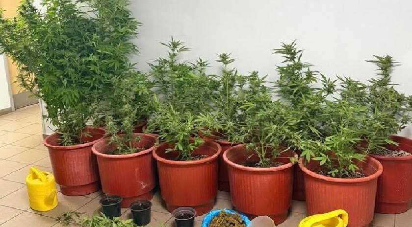 Καλιεργούσε χασισόδεντρα σε Ποιμνιοστάσιο στην περιοχή της Καλλονής -1 σύλληψη