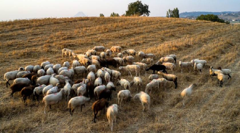 Πληρωμές και Αποτελέσματα εργαστηριακών εξετάσεων για τον αφθώδη πυρετό