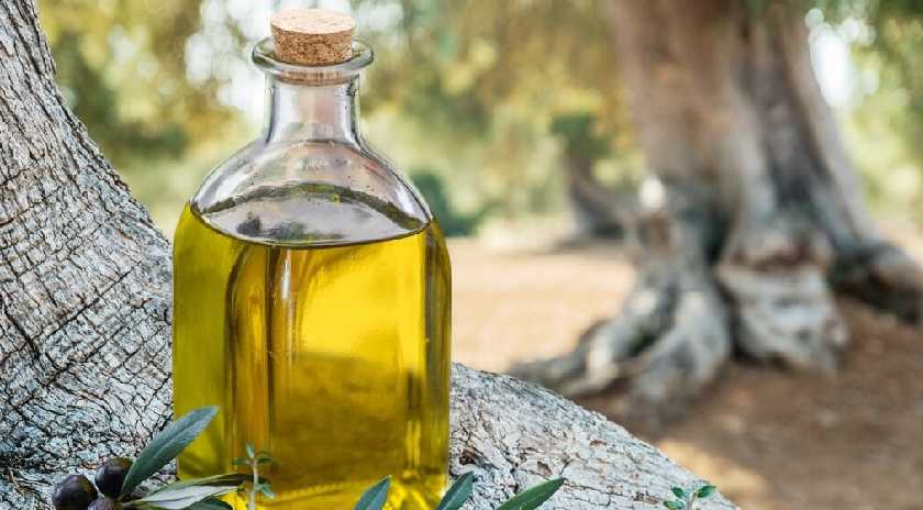 Ελαιοπαραγωγή στη Λέσβο | Καλύτερη η φετινή καρπόδεση αλλά προβληματισμός για τιμές και εργατικά χέρια