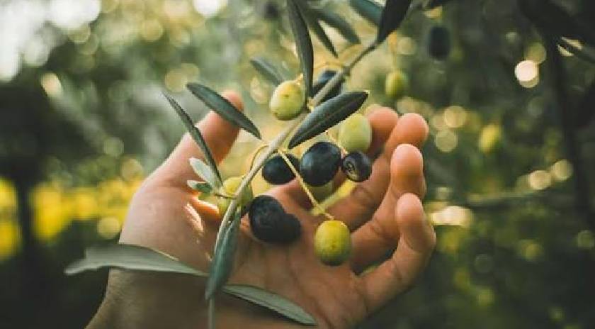 Στο 50% η φετινή ελαιοπαραγωγή – Πού θα κυμανθούν οι τιμές